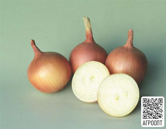 Сангро F1 семена лука репчатого (Bejo / Бейо) продукт – фото 2
