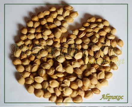 Семена Абрикоса