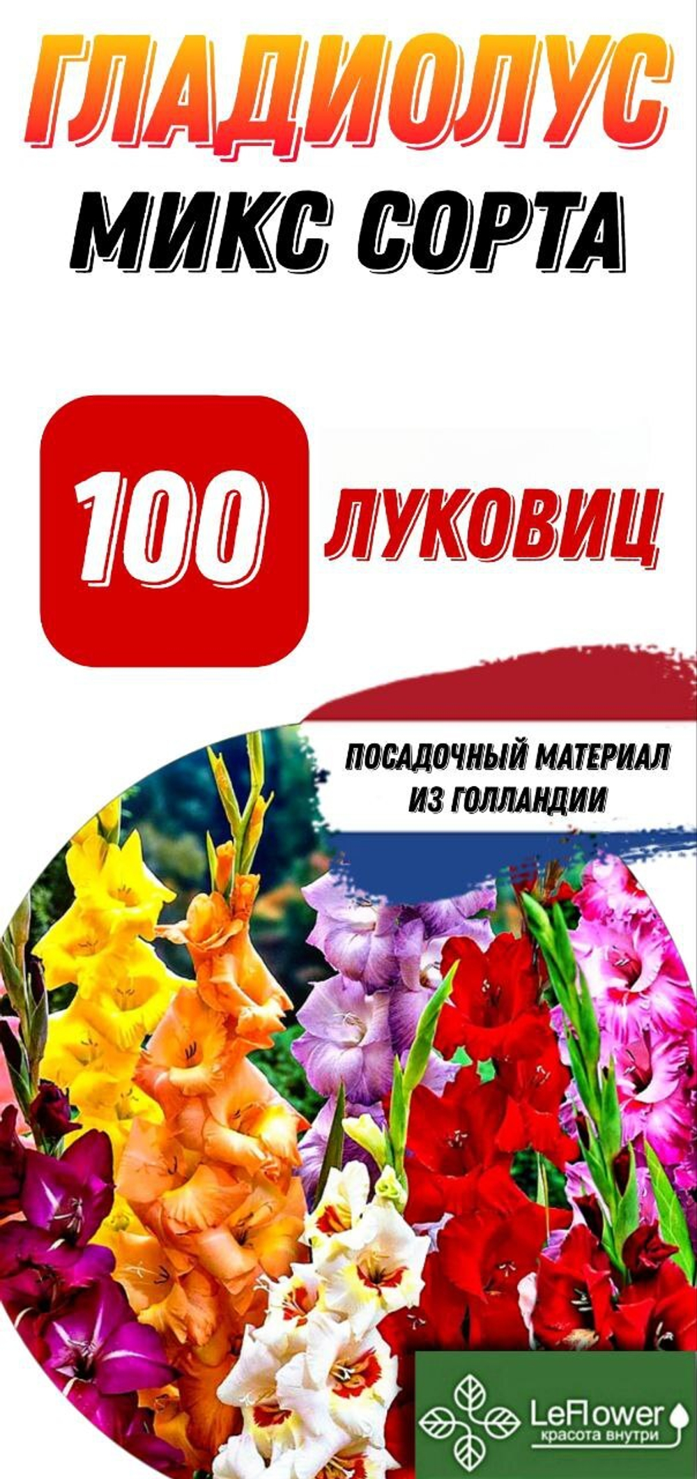 Гладиолус Луковица, Микс сортов, разбор 14+, 100шт