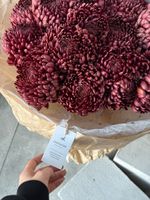 Моно букет из одноголовой хризантемы бигуди в бордовом оттенке