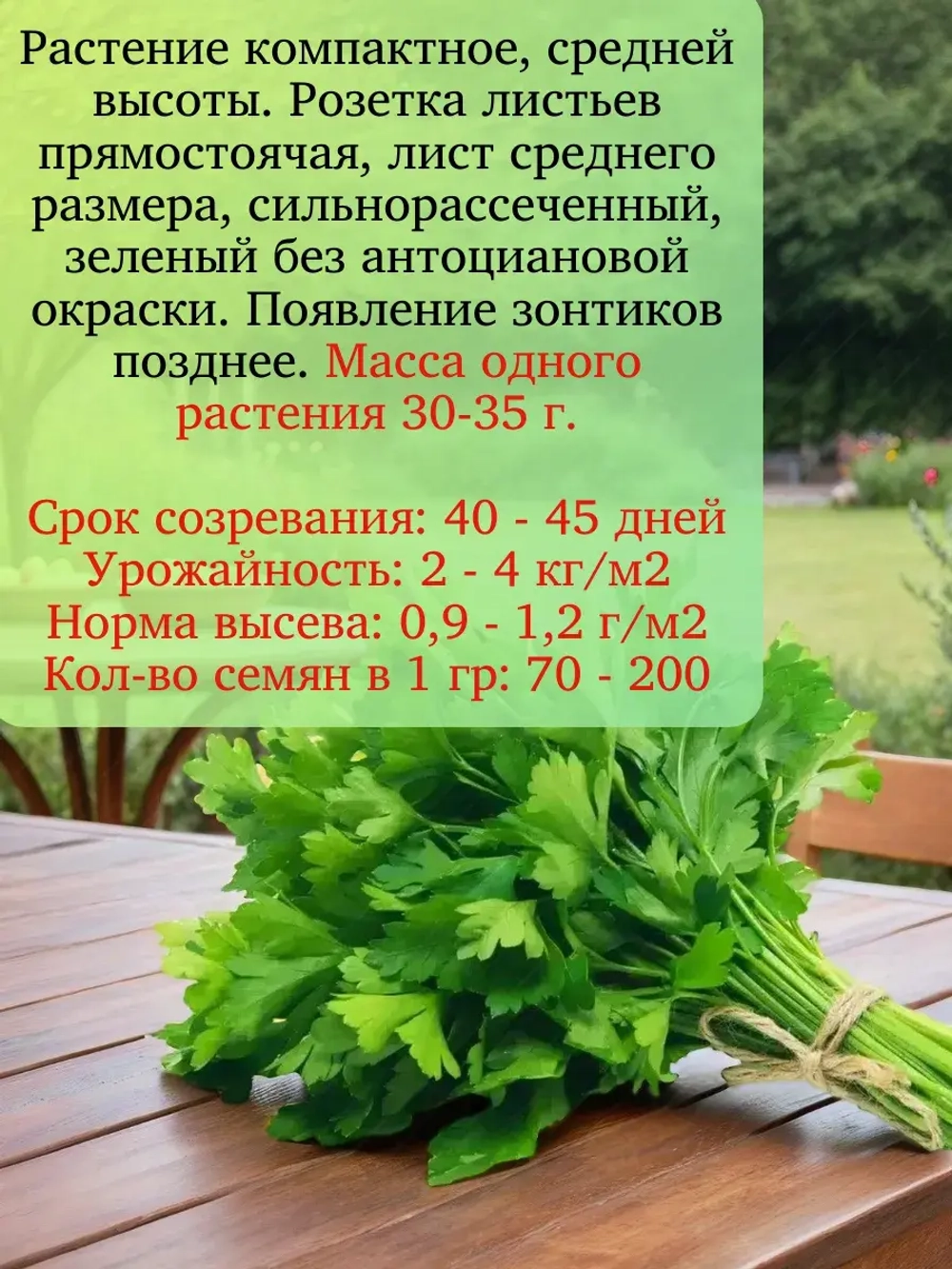 Кориандр (кинза) семена набор 3 шт