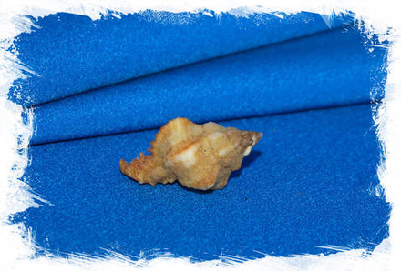 Мурекс ангуларис (Hexaplex angularis)