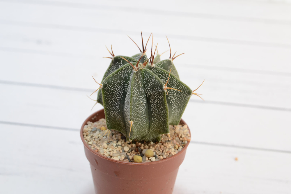 astrophytum ornatum