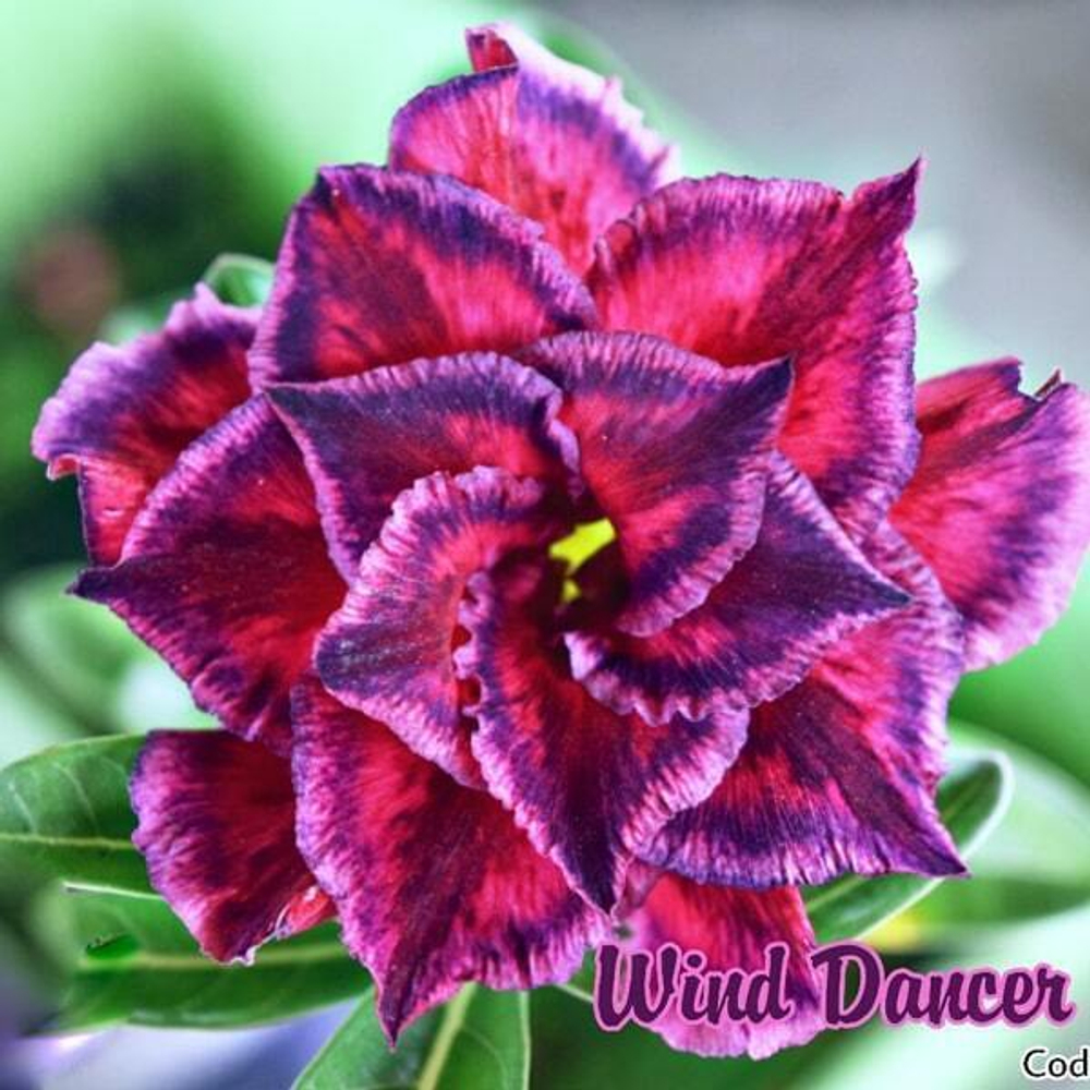 Адениум обесум SIAM-WIND-DANCER-2