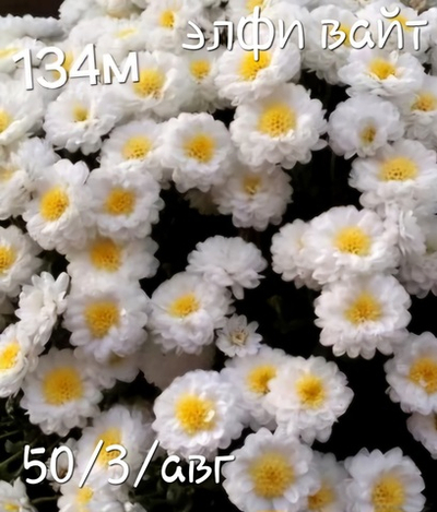 САЖЕНЦЫ ХРИЗАНТЕМЫ МУЛЬТИФЛОРА ЭЛФИ ВАЙТ №134