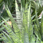 Сансевиерия CHAIYO