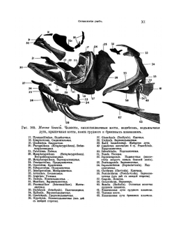 Рыбы пресных вод Российской империи | Л.С. Берг