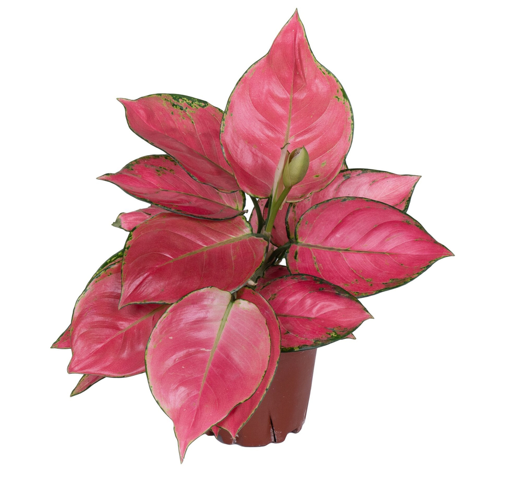 Аглаонема Джили Ред