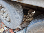 BONUM 9142* Полуприцеп шторный 914295-04