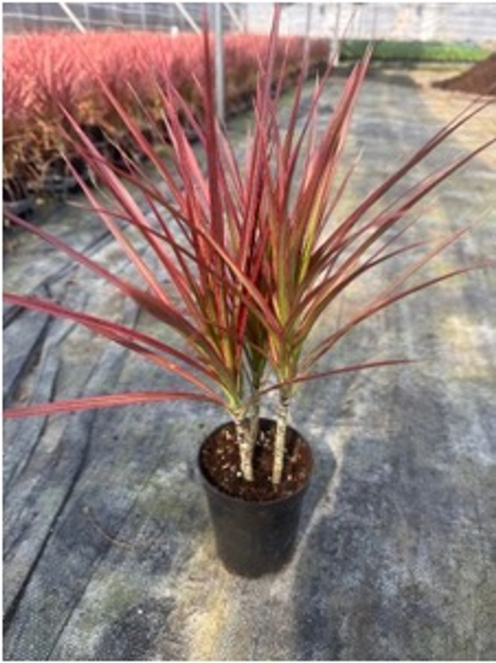 Драцена узколистная Seven-Color Iron д.12