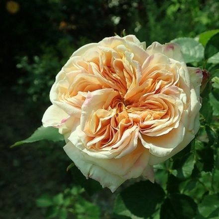 Роза плетистая Alchymist