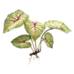 Каладиум куст с корнем 45 см