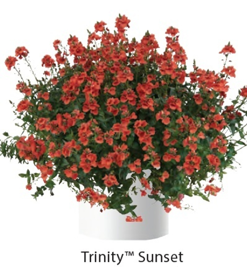 Диасция Trinity Sunset ОКС укорененный черенок. 1-10 марта