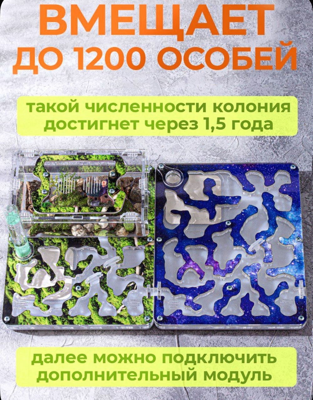 Муравьиная ферма с муравьями в подарок "Мох"