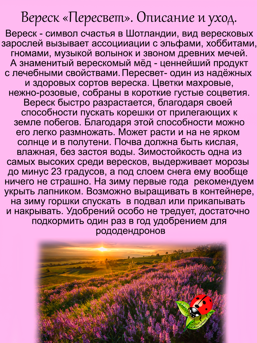 Вереск Пересвет зимостойкий