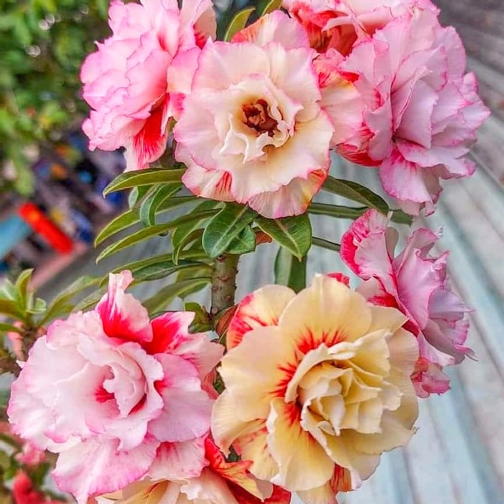 Адениум обесум 374