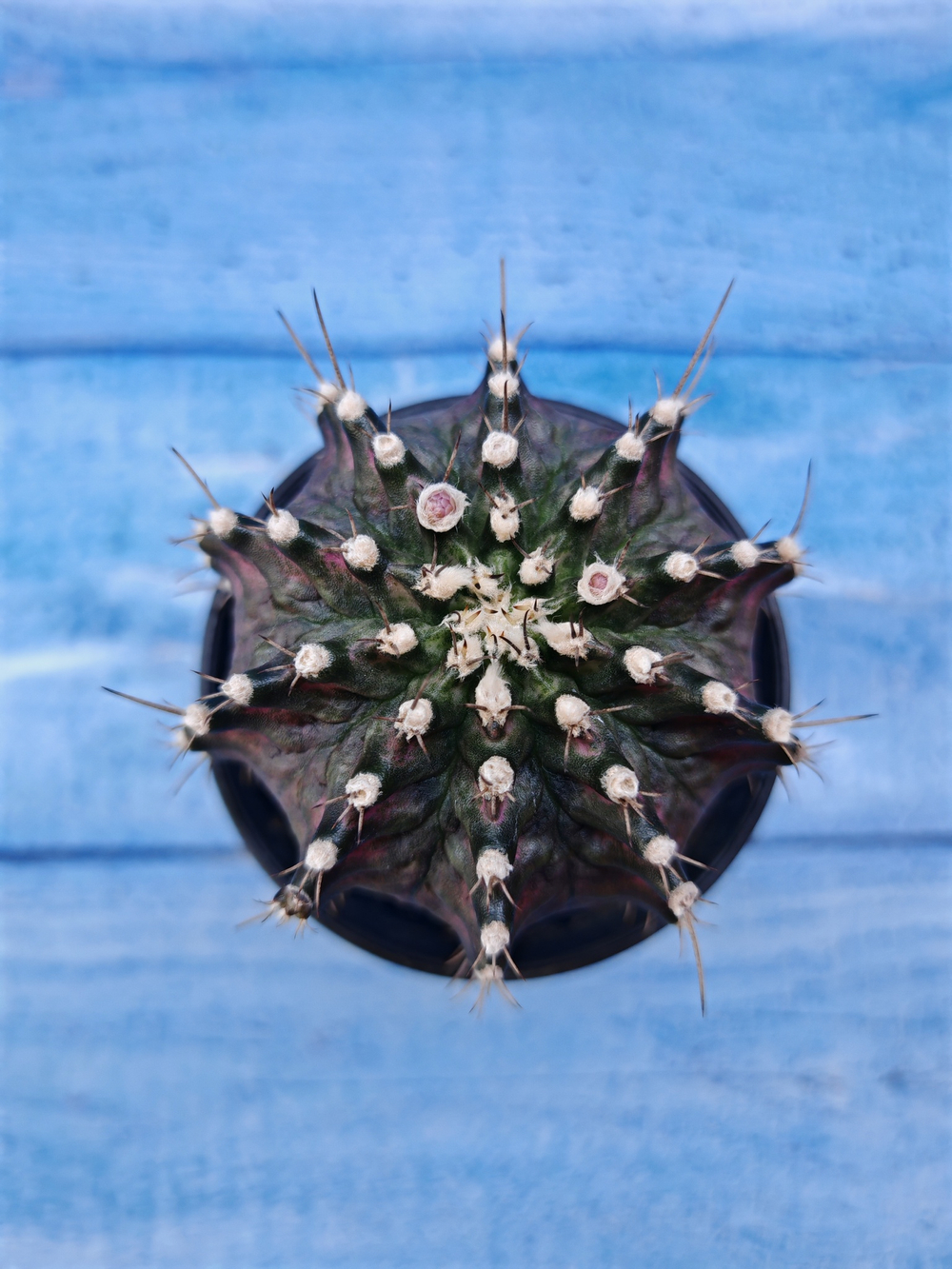 Gymnocalycium T-Rex Pink hybride (Гимнокалициум T-rex)