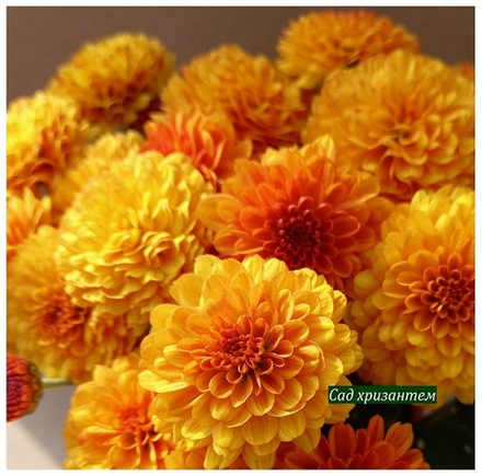 Хризантема мультифлора Gir - qar м.42 /поставка весна 2026г/