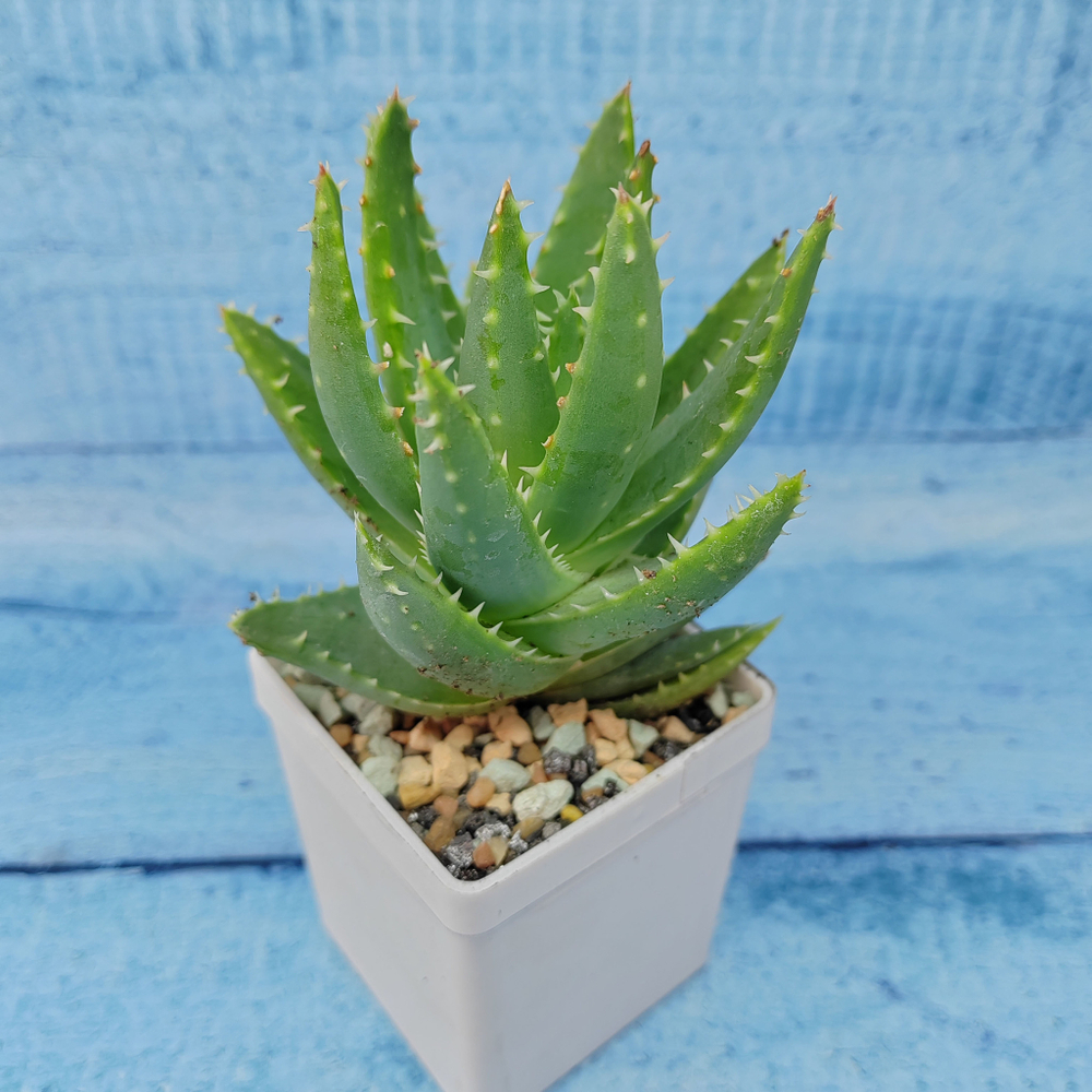 Aloe Brevifolia (Алоэ)