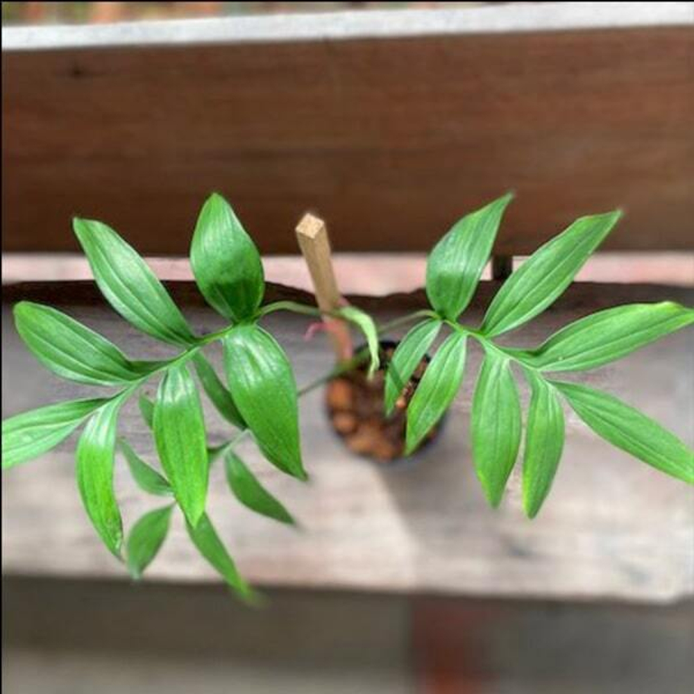 Монстера SUBPINNATA