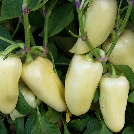 ХАСКИ F1 семена перца сладкого Enza Zaden купить