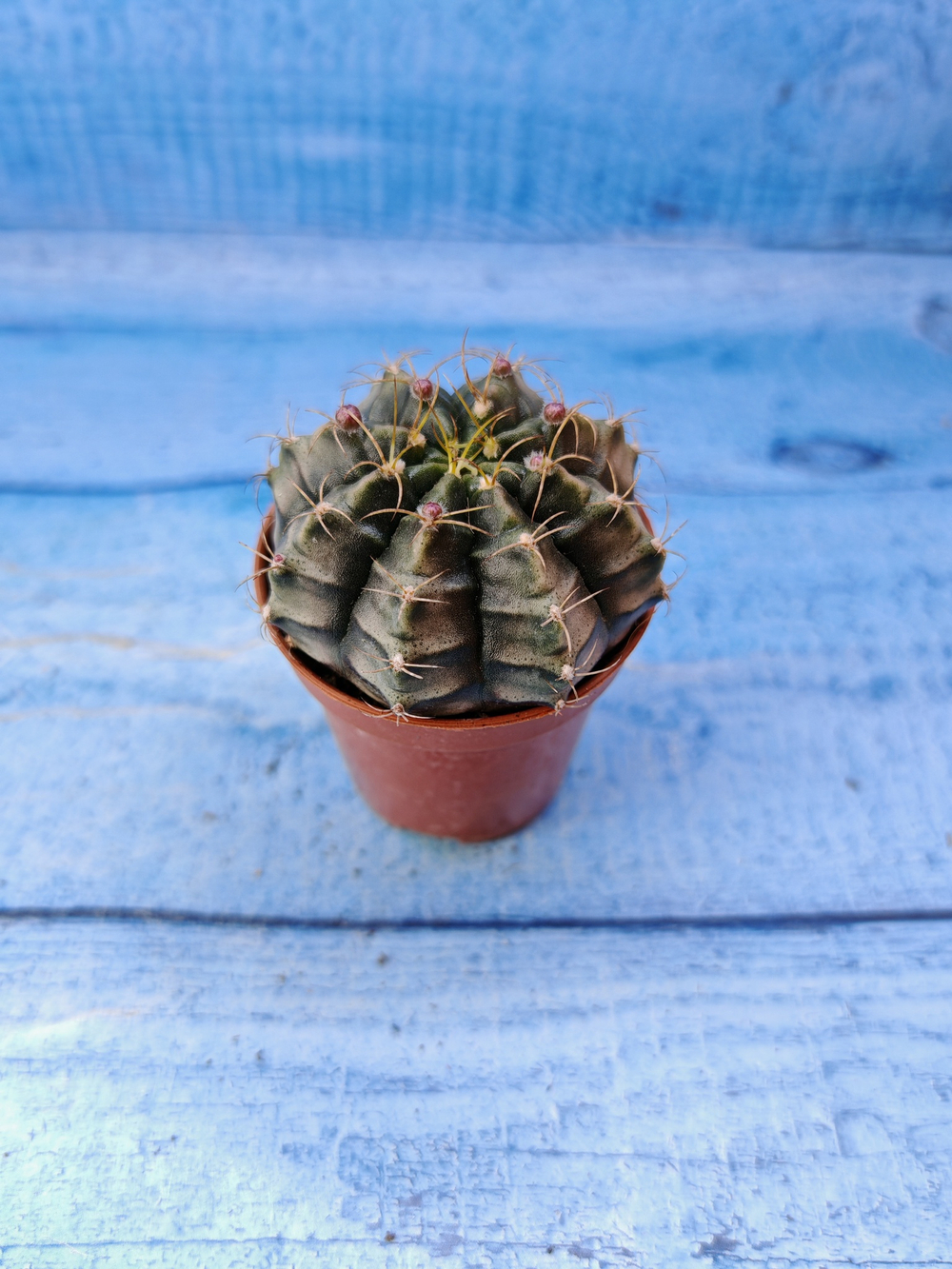 Gymnocalycium Friedrichii (Гимнокалициум)