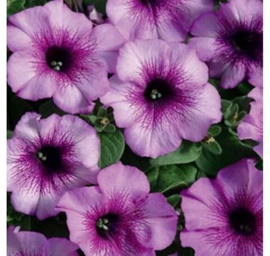 S60158 Петуния кустовая Multiflora MIRAGE PLUM CRYSTAL 1000 шт.