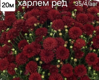 САЖЕНЦЫ ХРИЗАНТЕМЫ МУЛЬТИФЛОРА ХАРЛЕМ РЕД №20