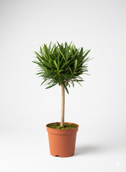 Подокарп крупнолистный Japanese Hinoki Cypress д.9