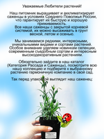 Гвоздика Первый снег белая ампельная