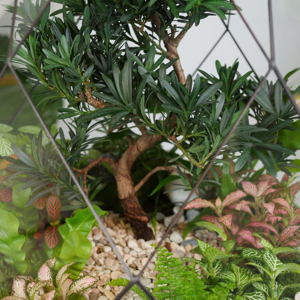 Флорариум бонсай Подокарпус Фаберже