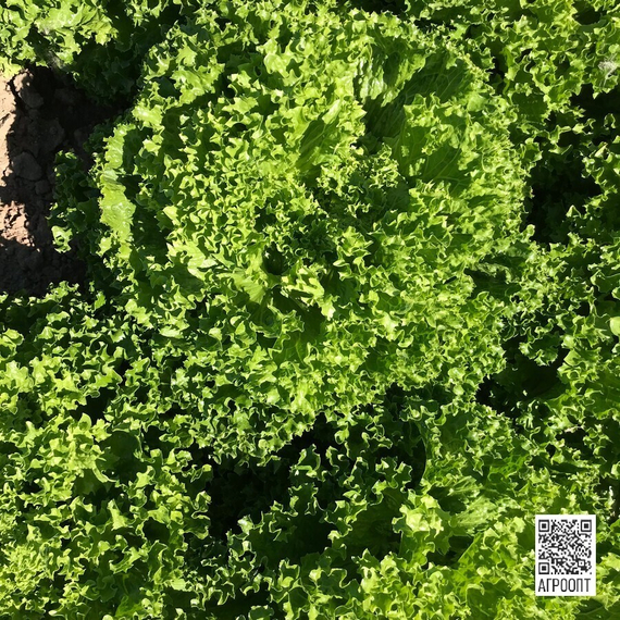 Ландау семена салата лолло блонда (Rijk Zwaan / ALEXAGRO) культура – фото 6