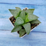 Haworthia Comptoniana Hybride hybrid (Хавортия)