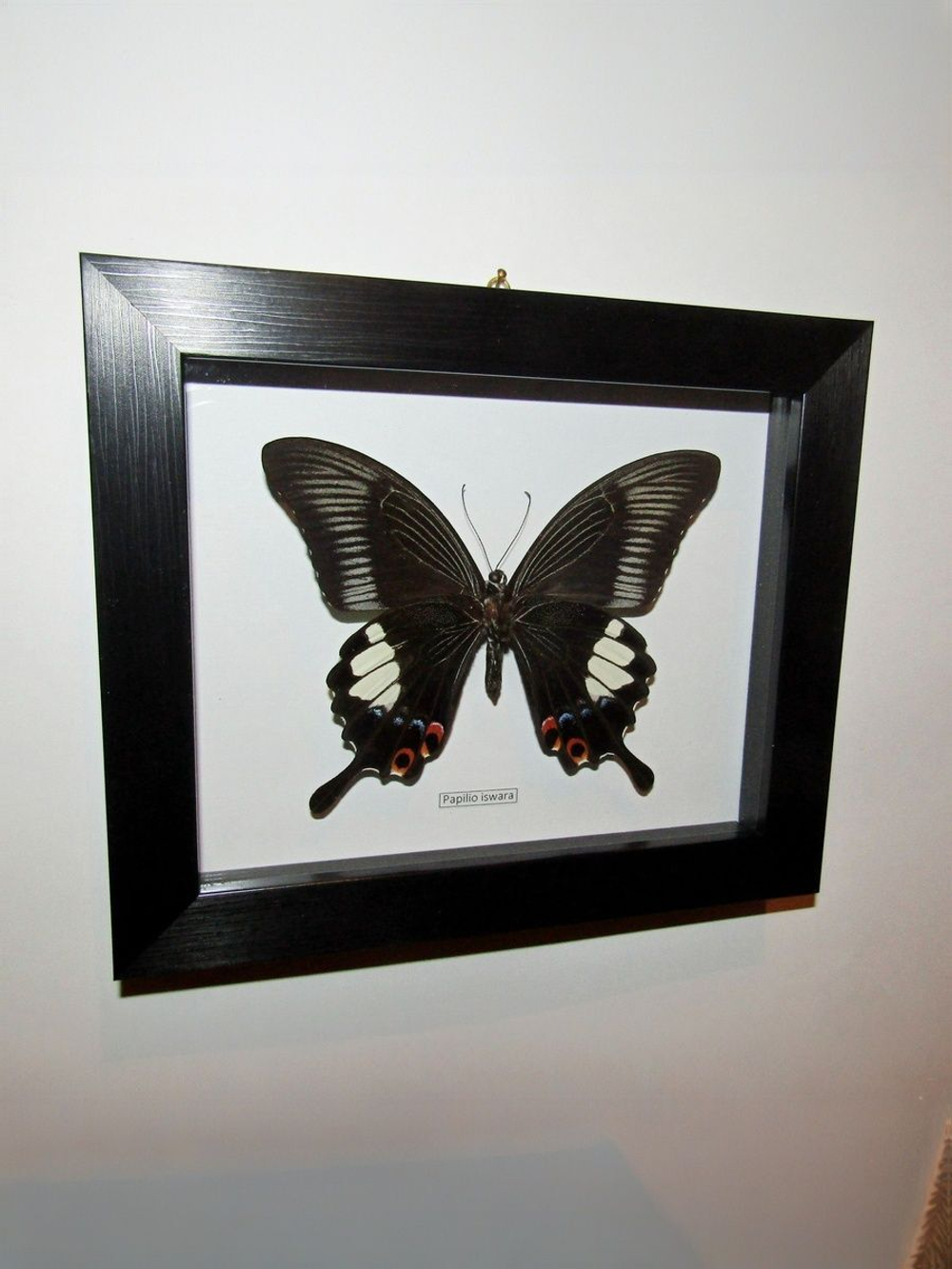 Бабочка Papilio iswara в рамке