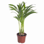 Пальма Ховея Форстериана