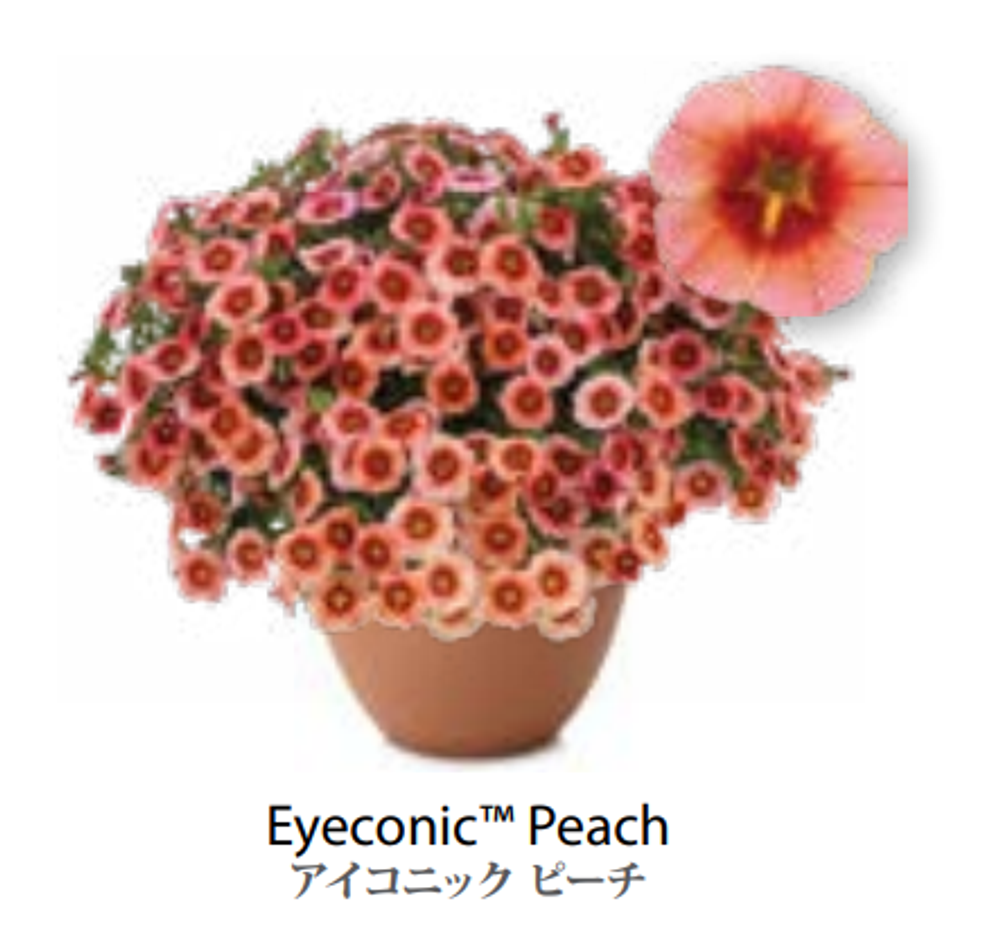 ЕВРО Calibrachoa Eyeconic Peach укорененный черенок середина декабря 25