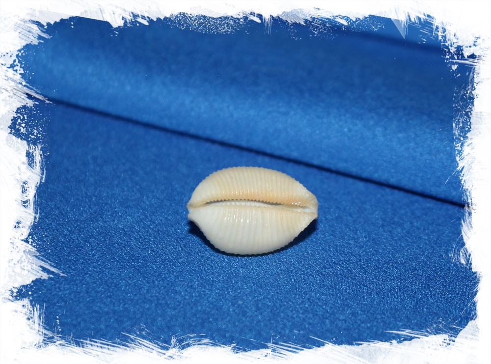 Коллекционная ракушка Ципрея чилдрени, Cypraea (ipsa) childreni