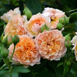 Фруфрутант Жаки (Froufroutante Jackie)