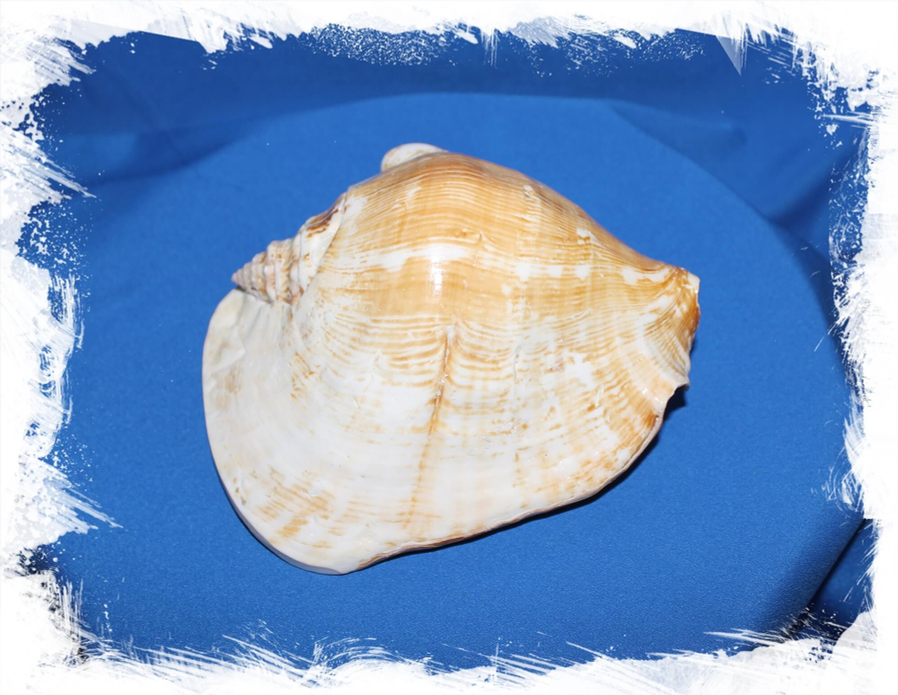 Широчайший стромбус