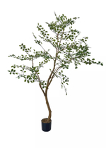 Дерево Миррайя 200 см в кашпо