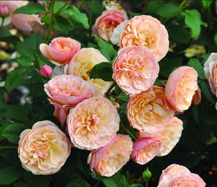 Роза Наталия Фрайла (Natalija Frayla)