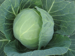 Престар F1 семена капусты белокочанной (Takii / Таки)