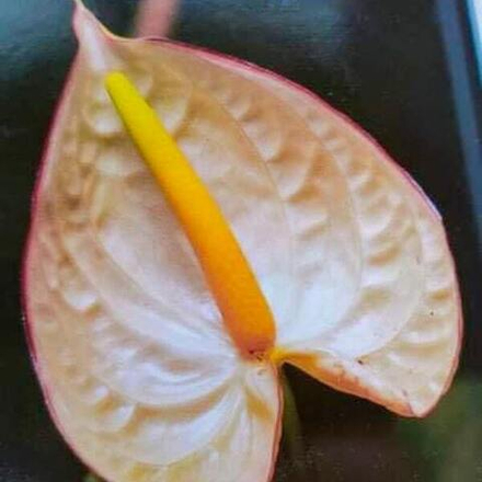 Антуриум Андрэ HC 200 р. МИНИ