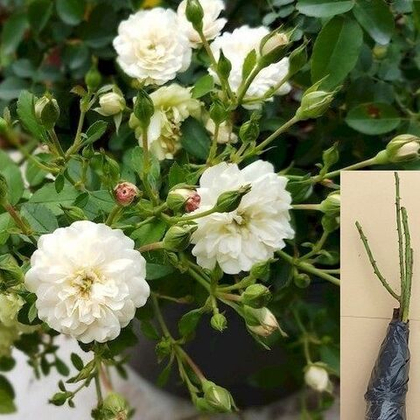 Роза миниатюрная Грин Айс саженец с ОКС.