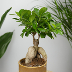 Фикус микрокарпа Гинсенг 12/30