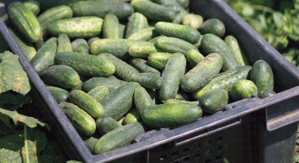 Надюша F1 семена огурца пчелоопыляемого (Seminis / Семинис)