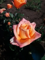 Роза чайно-гибридная Карамба