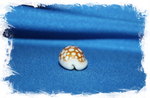 Сетчатая каури, Cribrarula cribraria, Cypraea cribraria
