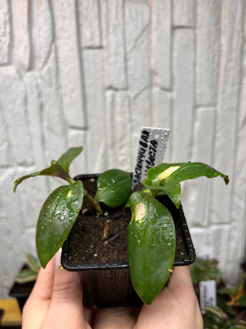 Застенчивая невеста