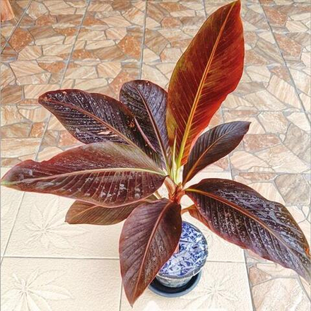 Банан вариегатный GRANDA RED